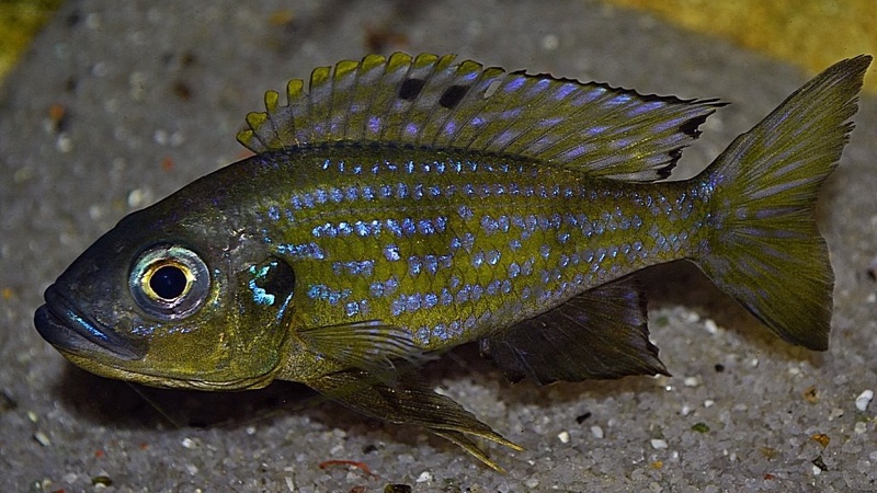 Aulonocranus dewindti